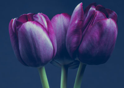 Steve Gallagher: Three Tulips