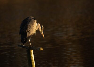 Chris Prince: Grey Heron