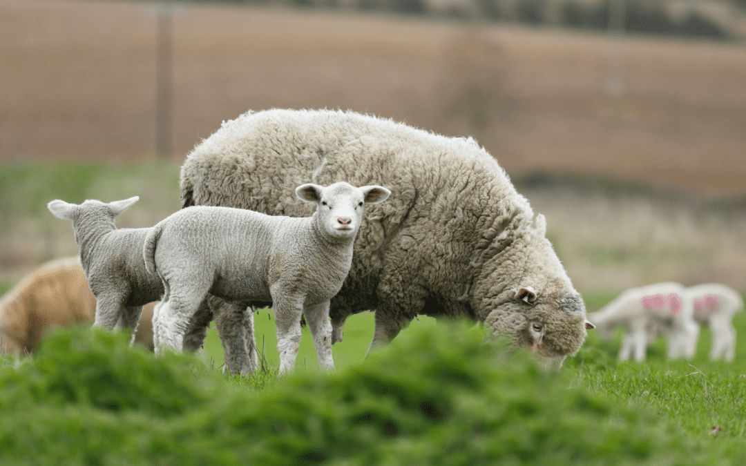 Weaving Wool Together – A Community Craft Project