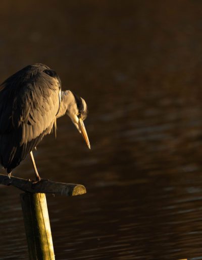 Chris Prince: Grey Heron