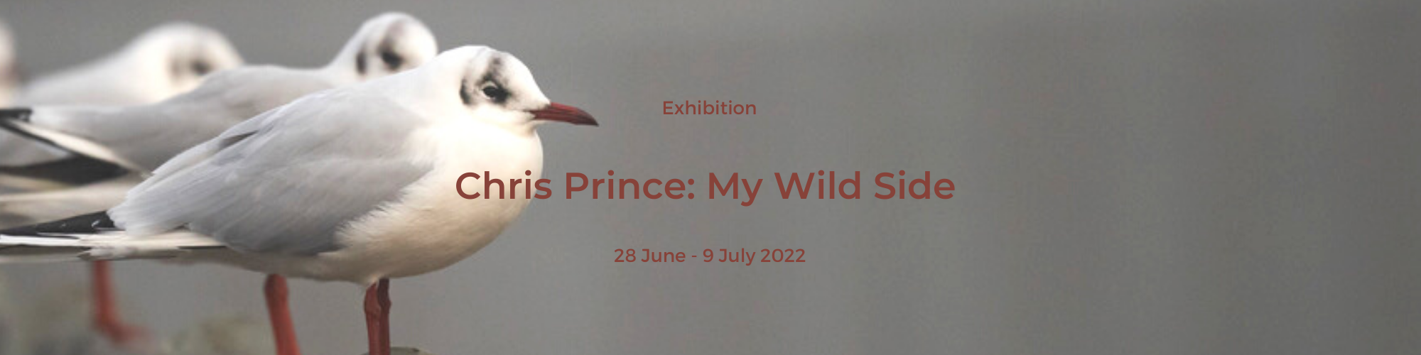 Chris Prince: My Wild Side