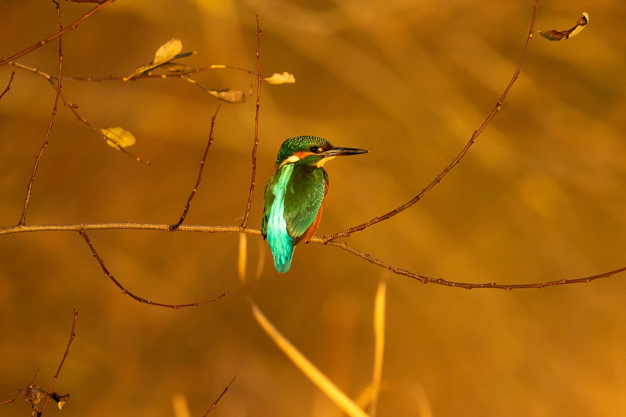 Chris Prince: Kingfisher