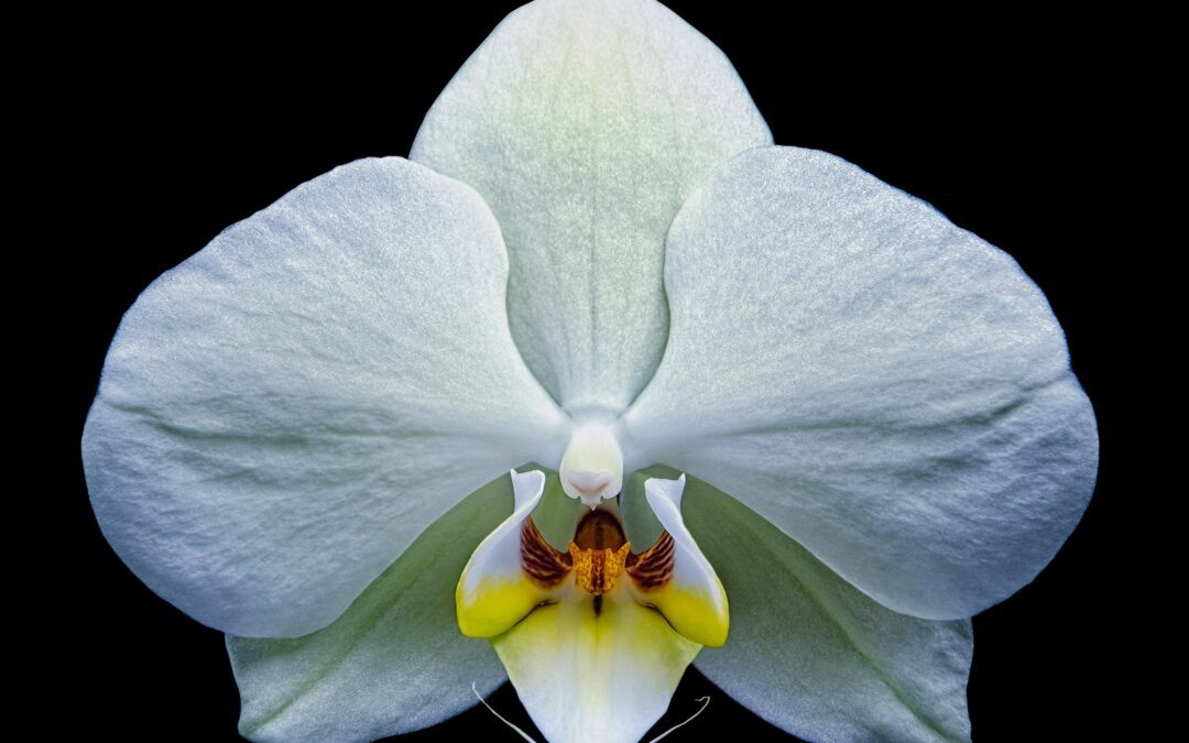 Steve Gallagher: In Bloom