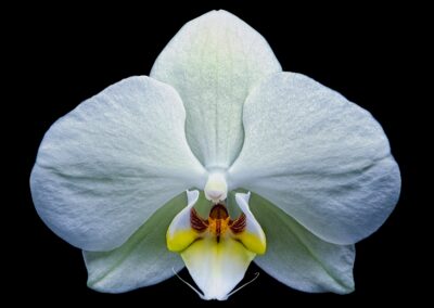 Steve Gallagher: In Bloom