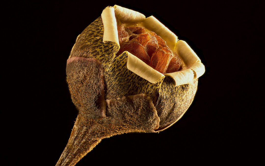 Neil Langman: Scenes Unseen