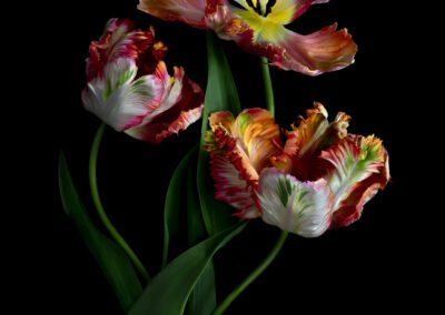My Botanical Heart