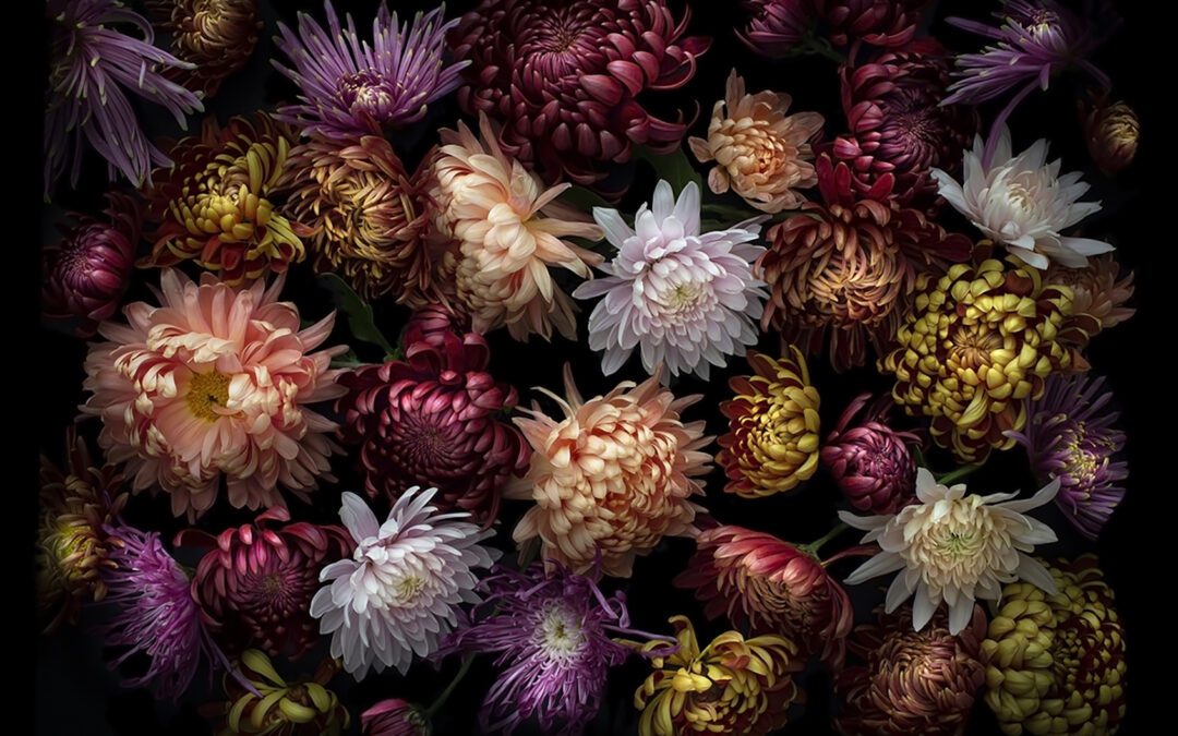 My Botanical Heart